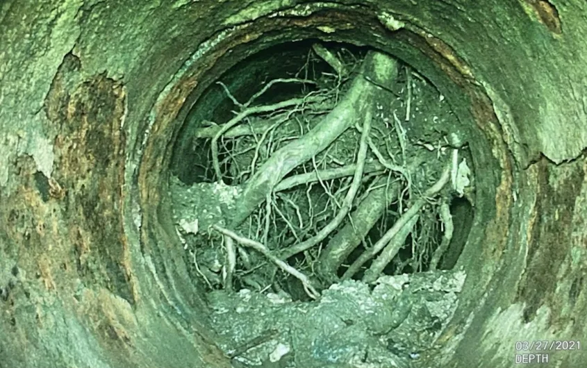 نفوذ ریشه درختان به لوله فاضلاب