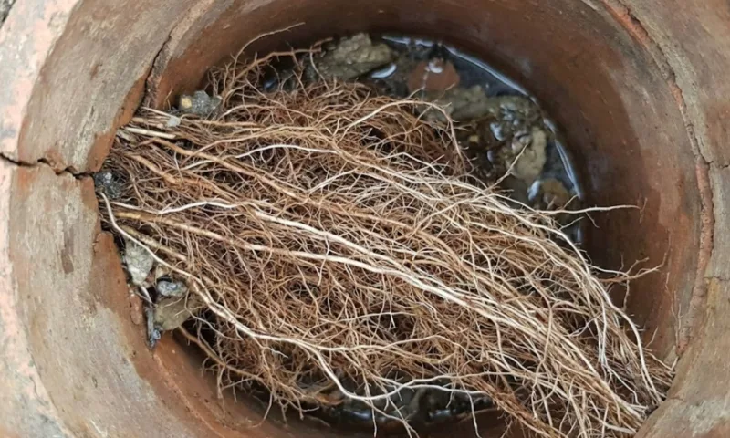 گرفتگی لوله فاضلاب با ریشه درختان