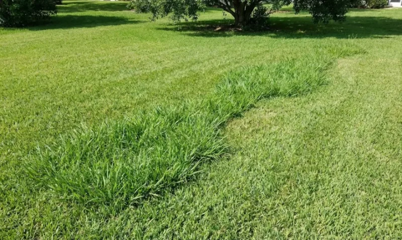 رشد بیشتر چمن در بعضی بخش‌ها